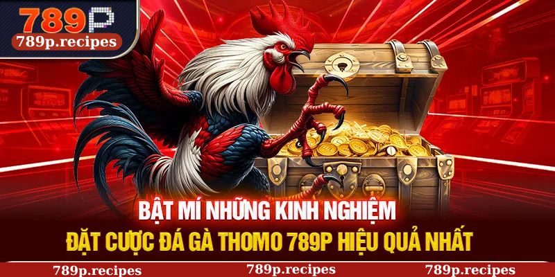 Bật mí những kinh nghiệm đặt cược đá gà Thomo 789P hiệu quả nhất