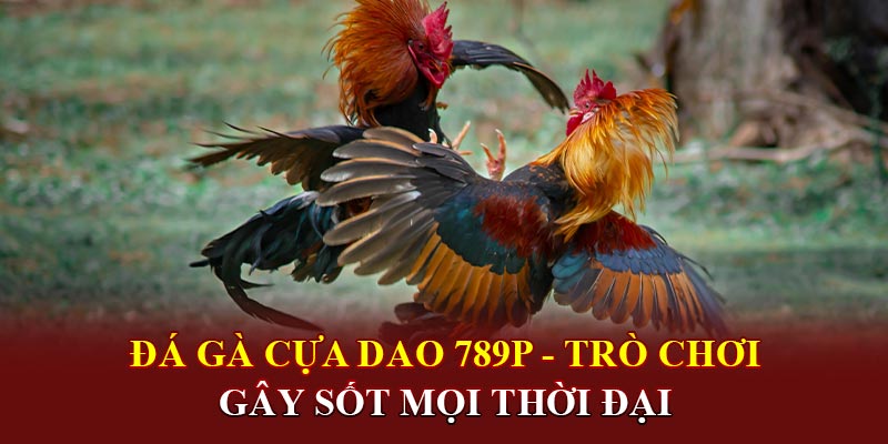 Các bước đặt cược trong đá gà cựa dao